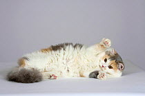 British Longhair Cat (blue, cream and white with copper eyes) lying down being playful