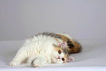 British Longhair Cat (blue, cream and white with copper eyes) lying down, stretching