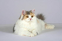 British Longhair Cat (blue, cream and white with copper eyes) lying with head up