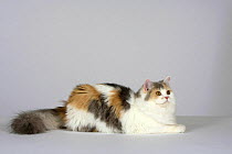 British Longhair Cat (blue, cream and white with copper eyes) lying with head up