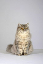 British Longhair Cat, (blue, cream, silver tabby with orange eyes) sitting portrait
