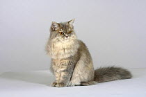 British Longhair Cat, (blue, cream, silver tabby with orange eyes) sitting