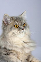 British Longhair Cat, (blue, cream, silver tabby with orange eyes) face portrait