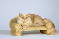 British Longhair Tomcat (cream with copper eyes) lying on pet bed.