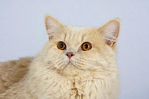 British Longhair Tomcat (cream with copper eyes)