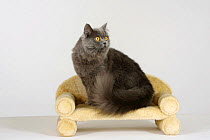 British Longhair Cat (blue with orange eyes) sitting on a pet bed