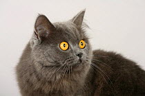 British Longhair Cat (blue with orange eyes)