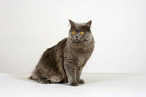 British Longhair Cat (blue with orange eyes) sitting