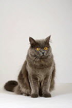 British Longhair Cat (blue with orange eyes) sitting portrait
