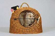 British Longhair Tomcat (cream with copper eyes) in a wicker travel basket / kennel.