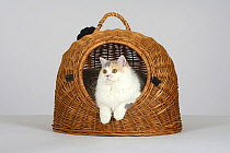 British Longhair Cat (blue, cream and white with copper eyes) in wicker travel basket / kennel