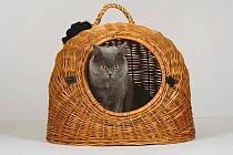 British Longhair Cat, (blue with orange eyes) in wicker travel basket / kennel