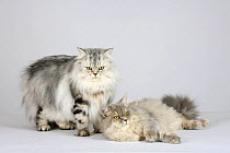 Two British Longhair Cats (blue, cream and silver tabby with gold eyes and black, silver tabby classic with copper eyes) laying and standing together
