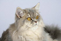 British Longhair Cat (classic black and silver tabby with copper eyes)