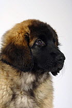 Leonberger puppy, 11 weeks, face portrait