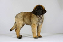 Leonberger puppy, 11 weeks, standing