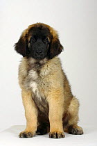 Leonberger puppy, 11 weeks, sitting portrait