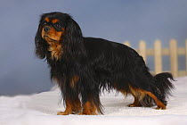 Black and tan Cavalier King Charles Spaniel standing on snow