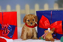 Ruby Cavalier King Charles Spaniel puppy, 6 weeks, sitting with Christmas presents