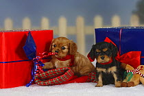 Ruby and black and tan Cavalier King Charles Spaniel puppies, 6 weeks, sitting with Christmas presents