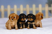Four Cavalier King Charles Spaniel puppies, (black and tan and ruby) 6 weeks, sitting in a row