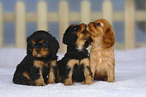Three Cavalier King Charles Spaniel puppies (black and tan and ruby), 6 weeks, sitting in a row