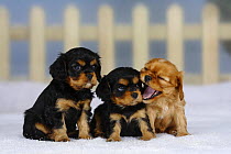 Three Cavalier King Charles Spaniel puppies (black and tan and ruby), 6 weeks, one yawning, sitting in a row