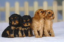 Four Cavalier King Charles Spaniel puppies (two black and tan and two ruby), 6 weeks, sitting in a row