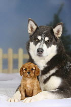 Blue Alaskan Malamute lying with a ruby Cavalier King Charles Spaniel puppy, 6 weeks, in snow