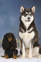 Blue Alaskan Malamute sitting with black and tan Cavalier King Charles Spaniel in snow