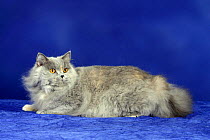 British Longhair Cat (blue tortoiseshell with gold eyes) lying down