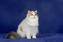 British Longhair Cat sitting