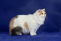 British Longhair Cat standing