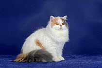 British Longhair Cat sitting portrait