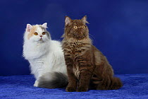 Two British Longhair Cats sitting together