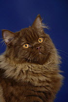 British Longhair Tomcat (chocolate with copper eyes) face portrait