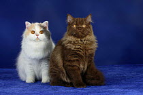 Two British Longhair Cats sitting together