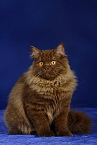 British Longhair Tomcat (chocolate with copper eyes)