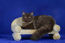 British Longhair Tomcat (chocolate with copper eyes) lying on a pet bed