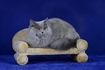 British Longhair Cat (blue tortoisehell with copper eyes) lying on a pet bed