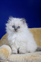 British Longhair kitten with blue eyes sitting on pet bed