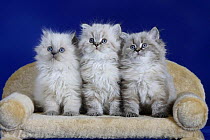 Three British Longhair Cats with blue eyes sitting on a pet bed