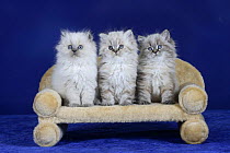 Three British Longhair kittens with blue eyes sitting in a row on a pet bed.