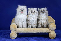 Three British Longhair kittens with blue eyes sitting in a row on a pet bed.