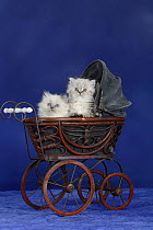Two British Longhair kittens with blue eyes in old-fashioned pram.