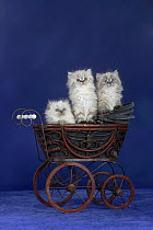 Three British Longhair kittens with blue eyes in old-fashioned pram.