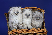 Three British Longhair kittens with blue eyes in wicker basket