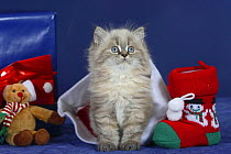 British Longhair kitten with blue eyes in a Christmas hat with toys and presents