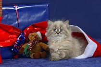 British Longhair kitten with blue eyes in a Christmas hat with toys and presents