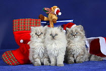 Three British Longhair kittens with blue eyes sitting in a row with a Christmas hat, toys and presents